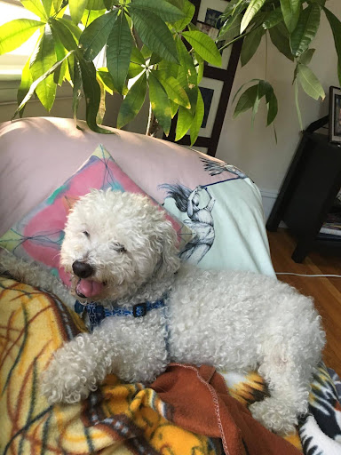 A white fluffy dog on a couch