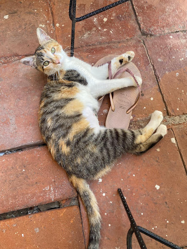 A calico cat on a brick floor