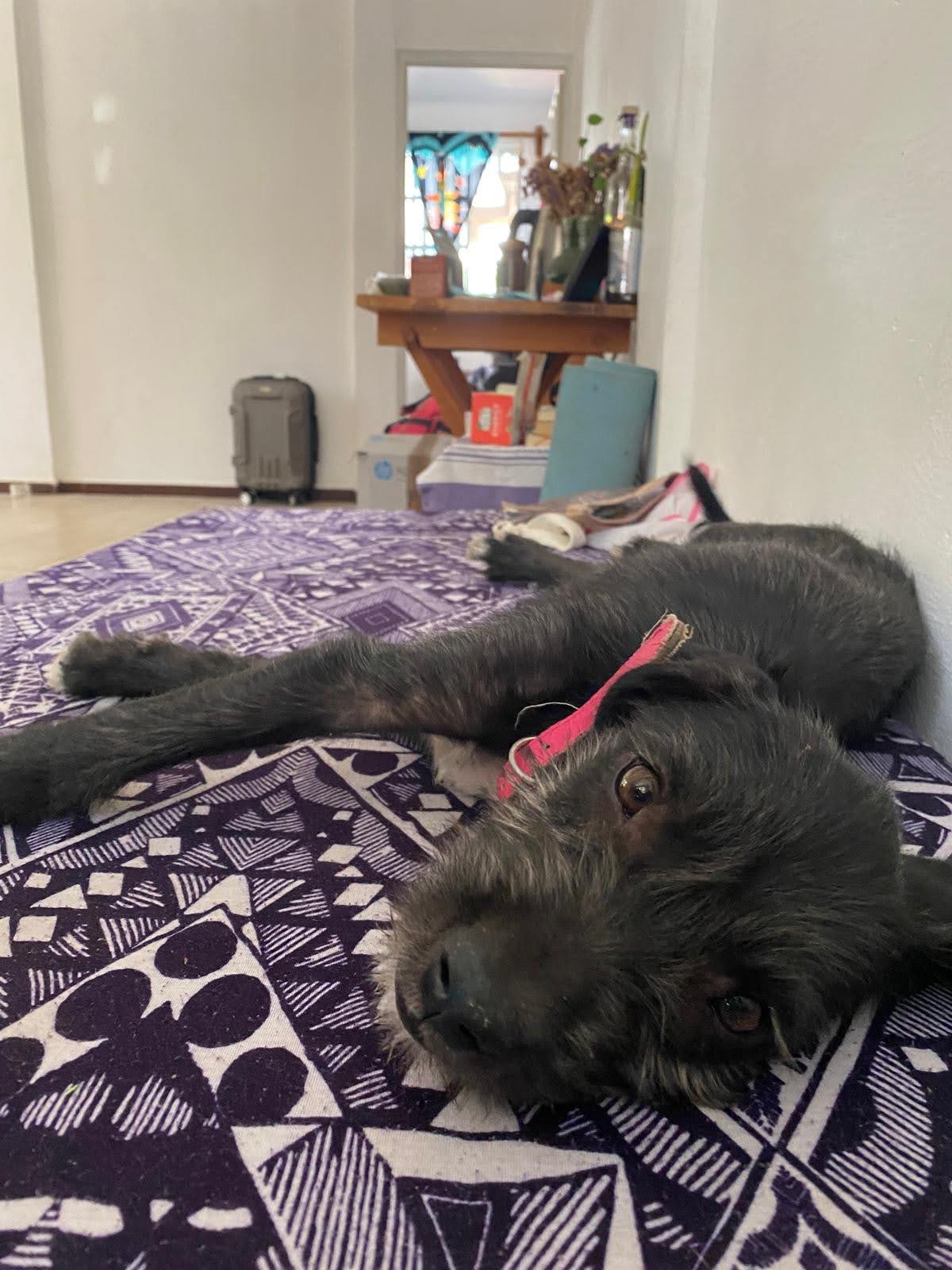 A black puppy laying down